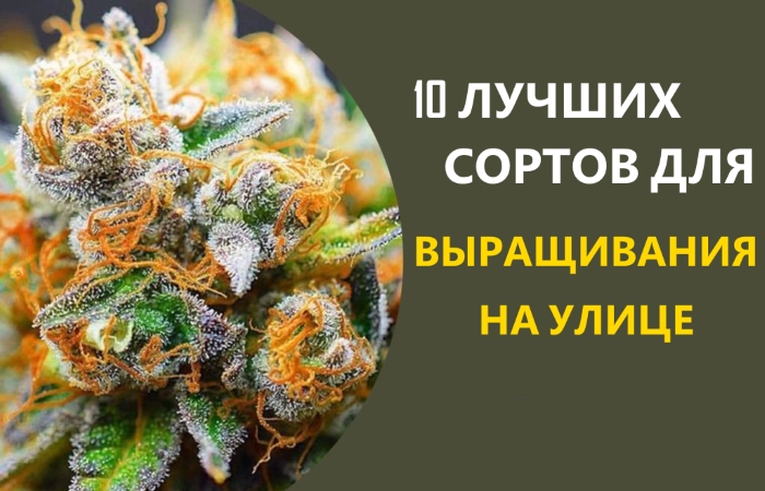 Сорта конопли для выращивания в украине даркнет сериал смотреть 720