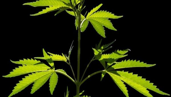 как вырастить марихуану на гидропоника