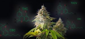 cannabis change the world, конопля изменит мир, самое доброе растение, без улыбки не останешься, применение конопли, использование каннабиса, применение каннабиса, каннабис изменяет мир, изменения в мире, терпены, terpens, cannabinoids, hemp industry, конопляная промышленность, техническая конопля,