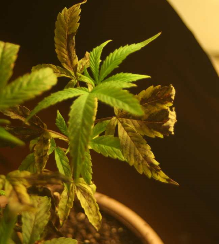 Конопля сохнут желтеют листья стимуляторы роста марихуаны