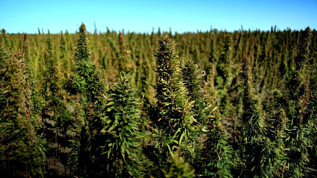 как законно выращивать марихуану