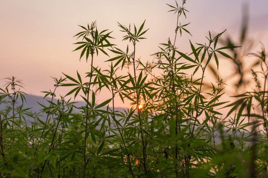 как вырастить марихуану в поле