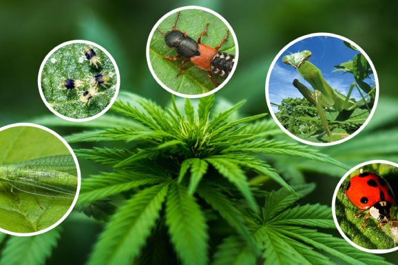 Какие насекомые опасны для кустов марихуаны?