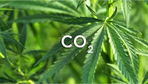 Лист каннабиса с обозначением CO2