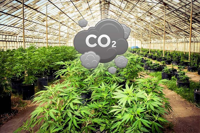 Теплица с растениями каннабиса и CO2