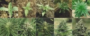 этапы роста автоцветущего каннабиса