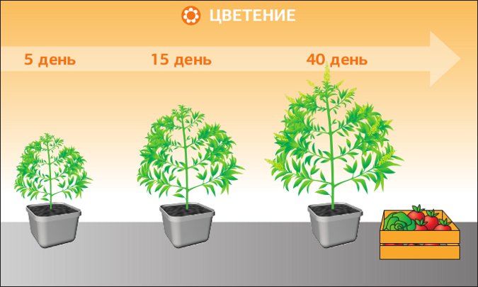 Этапы начала стадии цветения каннабиса