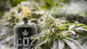 Баллон CO2 рядом с растением каннабиса