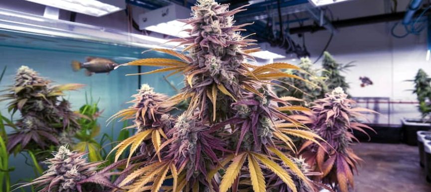 akvaponika-i-vyrashivanie-kannabisa-blog-cannagrowing-1