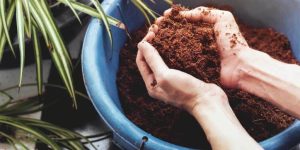 Сорт каннабиса: Hash Plant