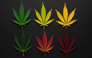 Листья каннабиса и их окраска