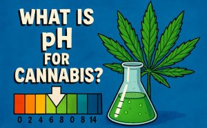 Что такое рН?